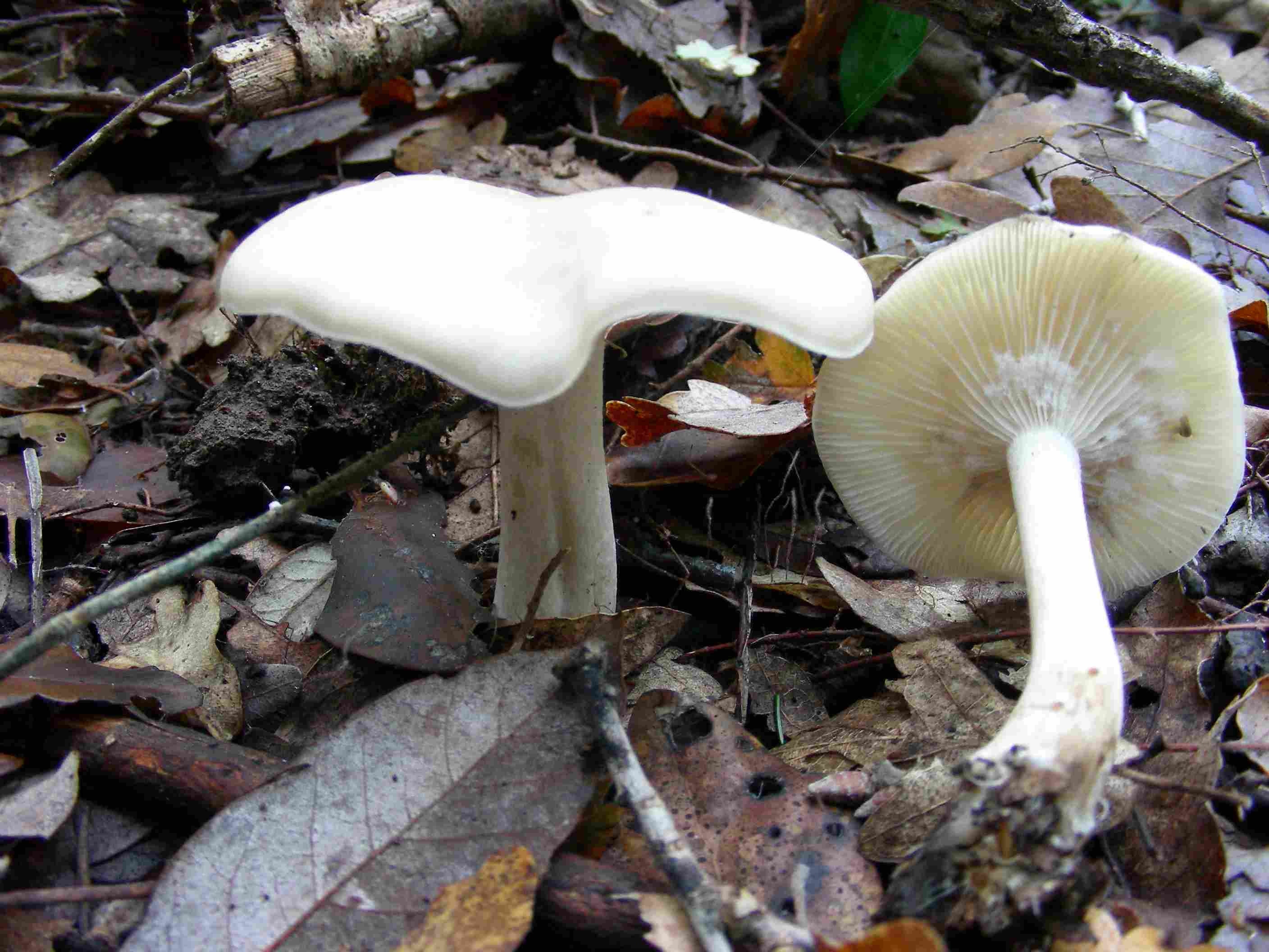 1840 Dicembre vecchio ritrovamento